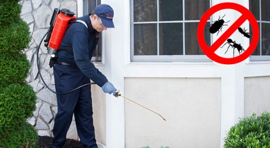 Yağlıdere Fare İlaçlama böcek ilaçlama ve haşere kontrolü — ilaclama-tr.com